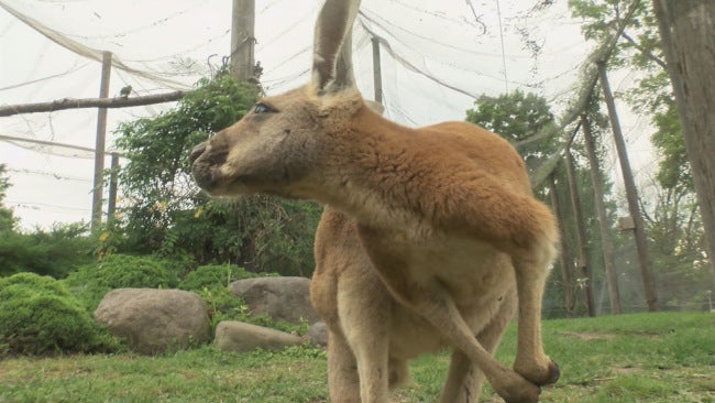 Frankfort officials hope to help blind kangaroo - Indianapolis News |  Indiana Weather | Indiana Traffic | WISH-TV |