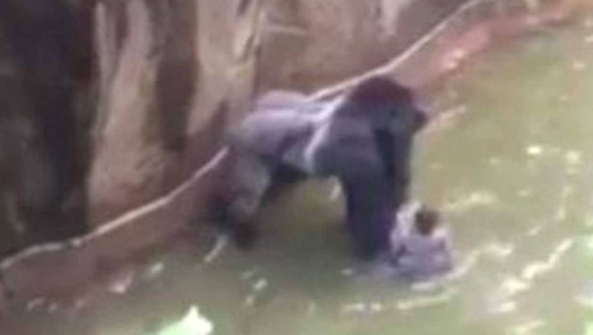 Video released of boy, gorilla at Cincinnati Zoo - WISH-TV | Indianapolis  News | Indiana Weather | Indiana Traffic