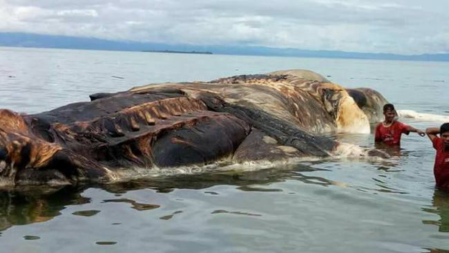Mysterious giant sea creature washes up on the shores of Indonesia -  WISH-TV | Indianapolis News | Indiana Weather | Indiana Traffic