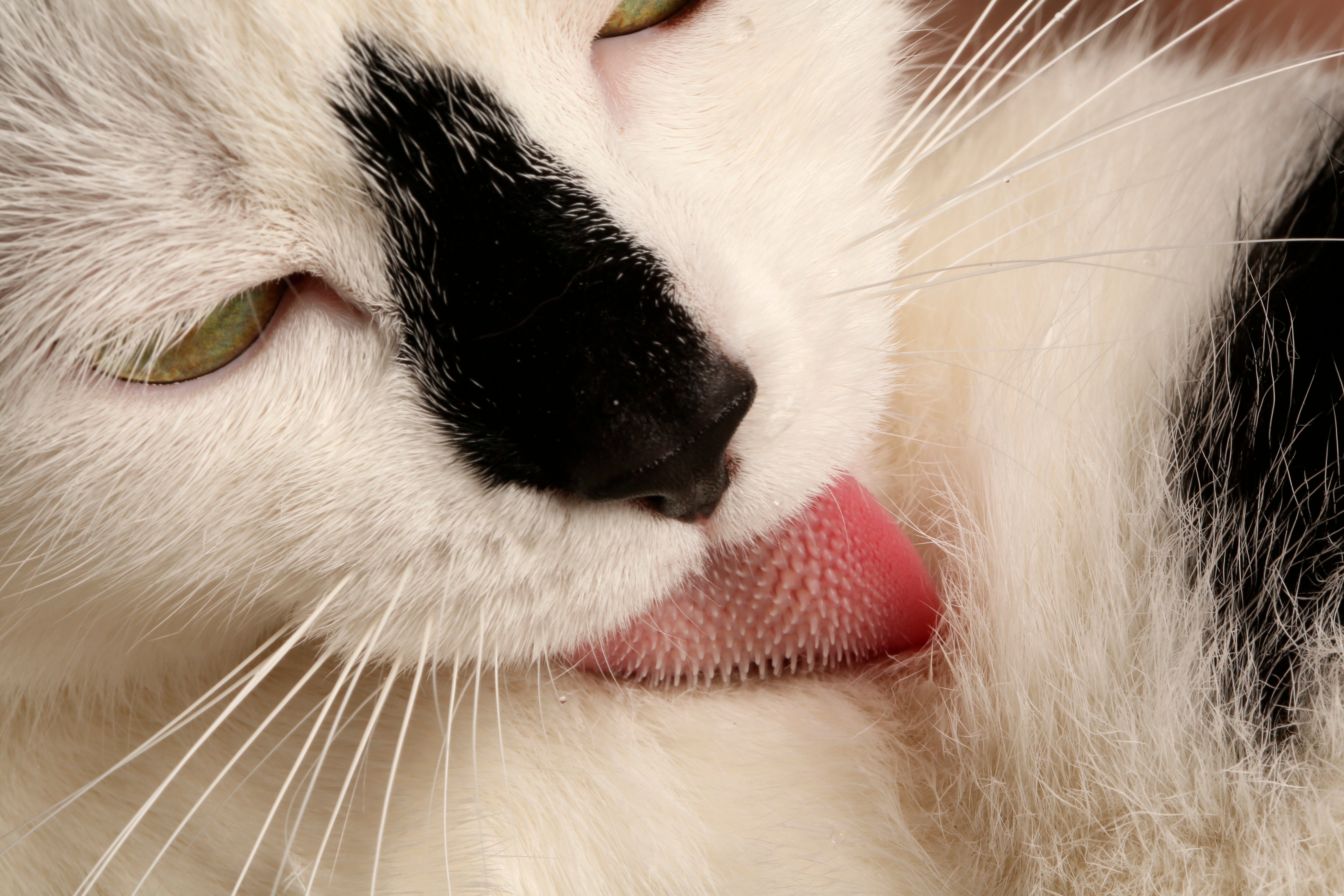 Спать с высунутым языком. Кошка облизывается. Язык кошки крупным планом.