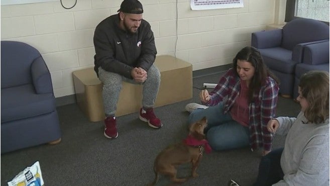 College to create pet-friendly residence hall - WISH-TV | Indianapolis News  | Indiana Weather | Indiana Traffic