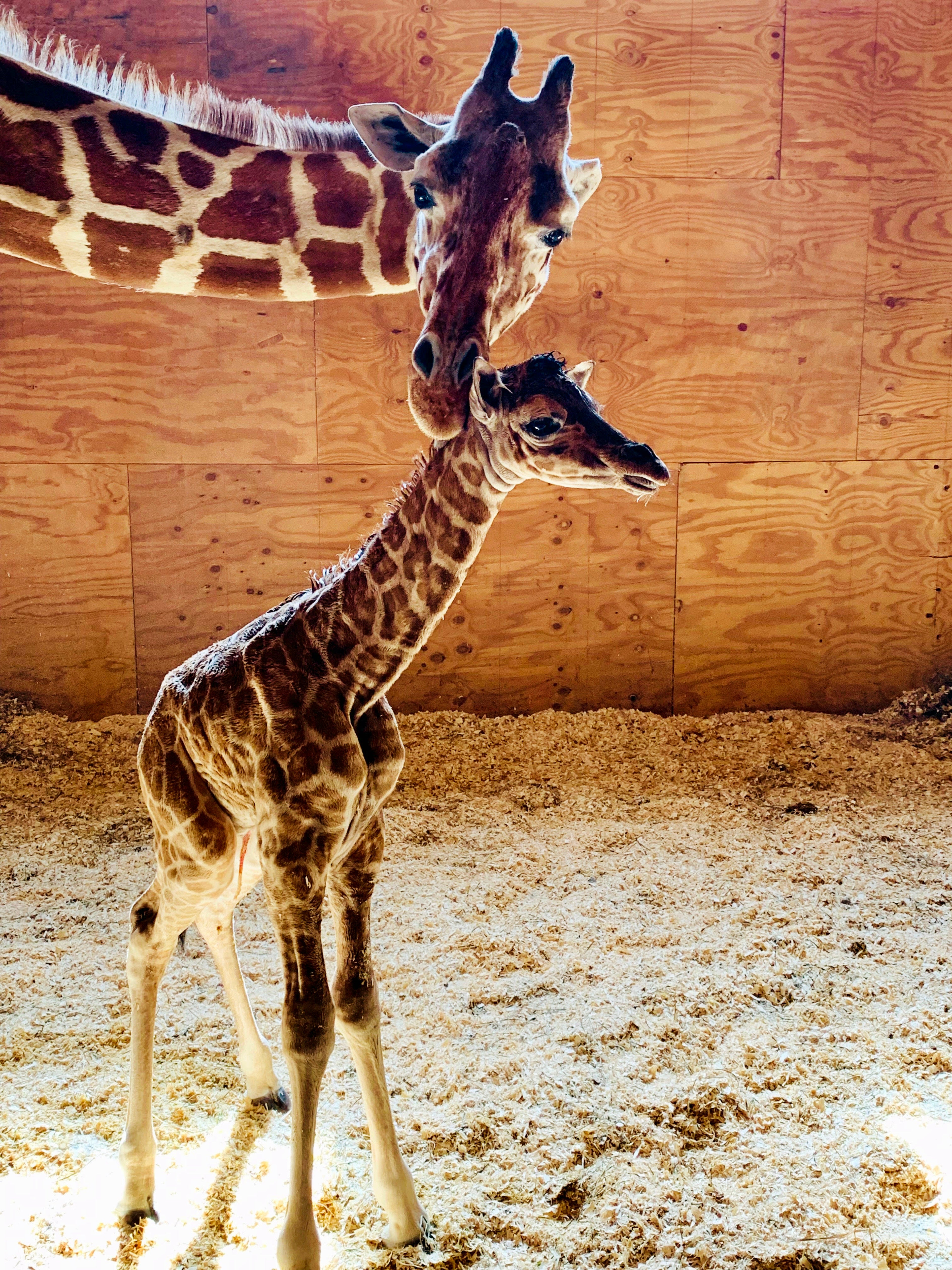 Сколько детенышей жирафа родилось за 2 года. Жираф и жирафиха. Жираф и Жирафенок. Жираф Мариус Копенгагенский зоопарк. Длинношеий Жираф.