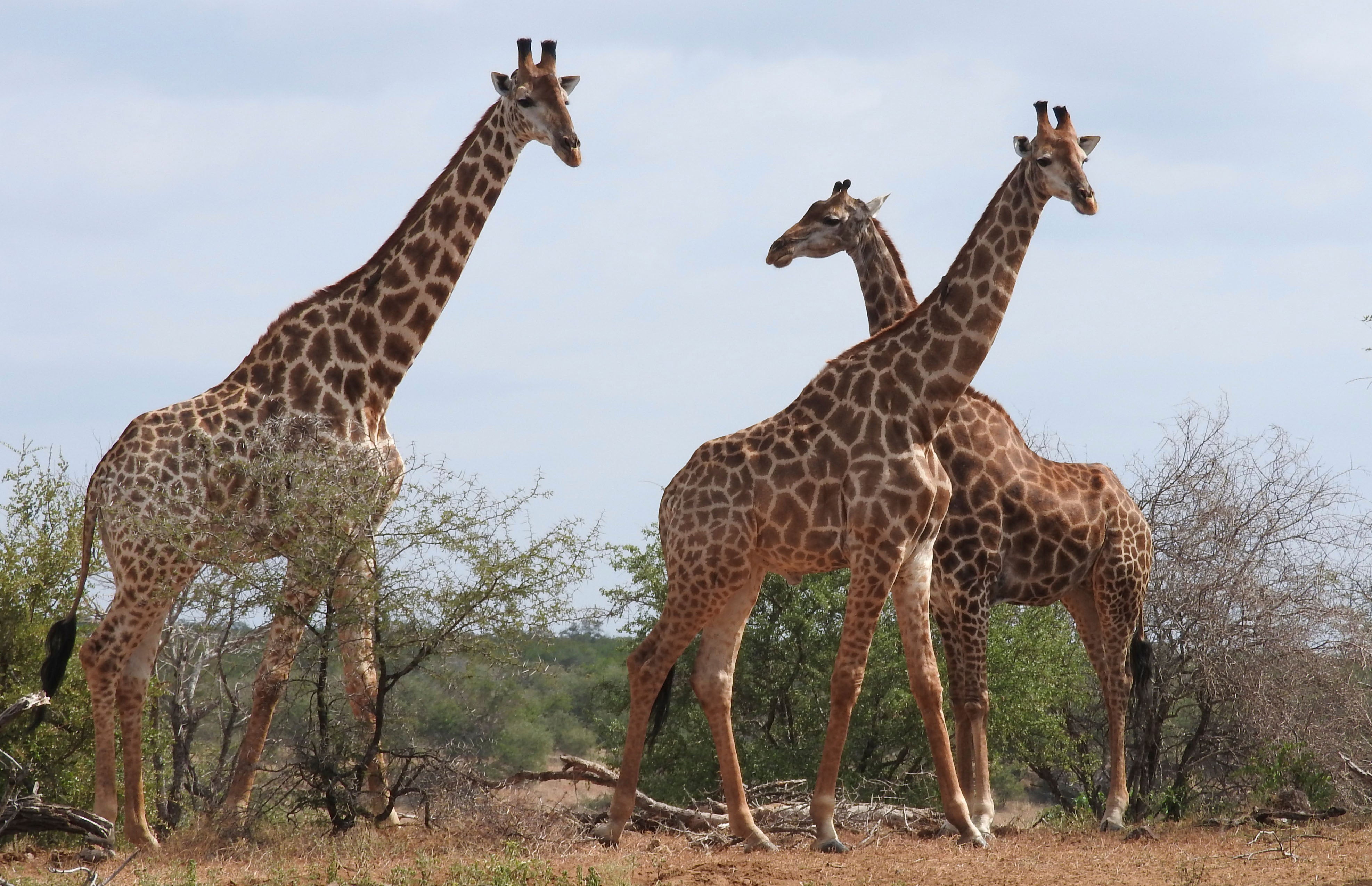Giraffes move closer to endangered species protection - WISH-TV |  Indianapolis News | Indiana Weather | Indiana Traffic