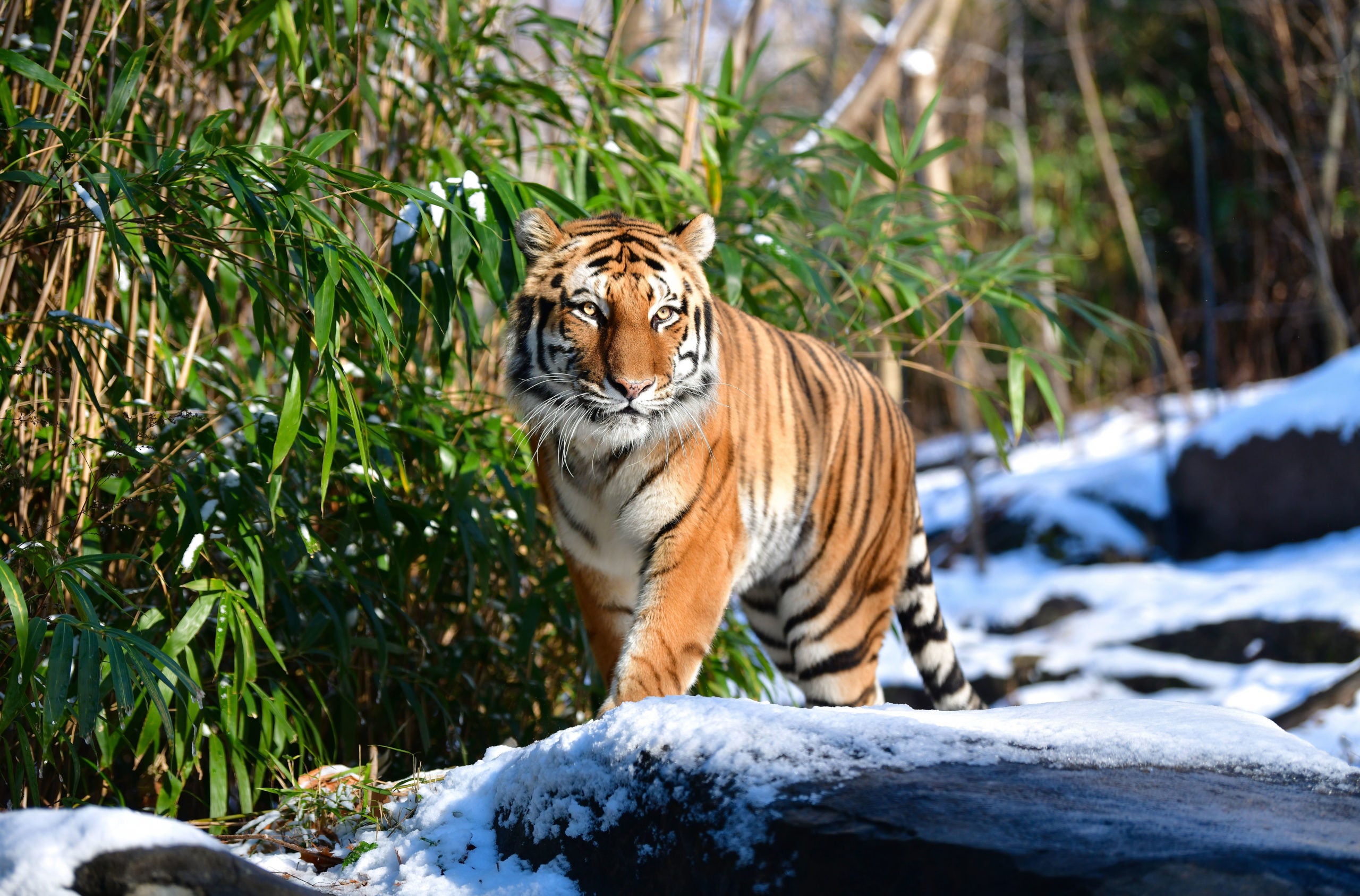 Tiger at NYC's Bronx Zoo tests positive for coronavirus - WISH-TV ...