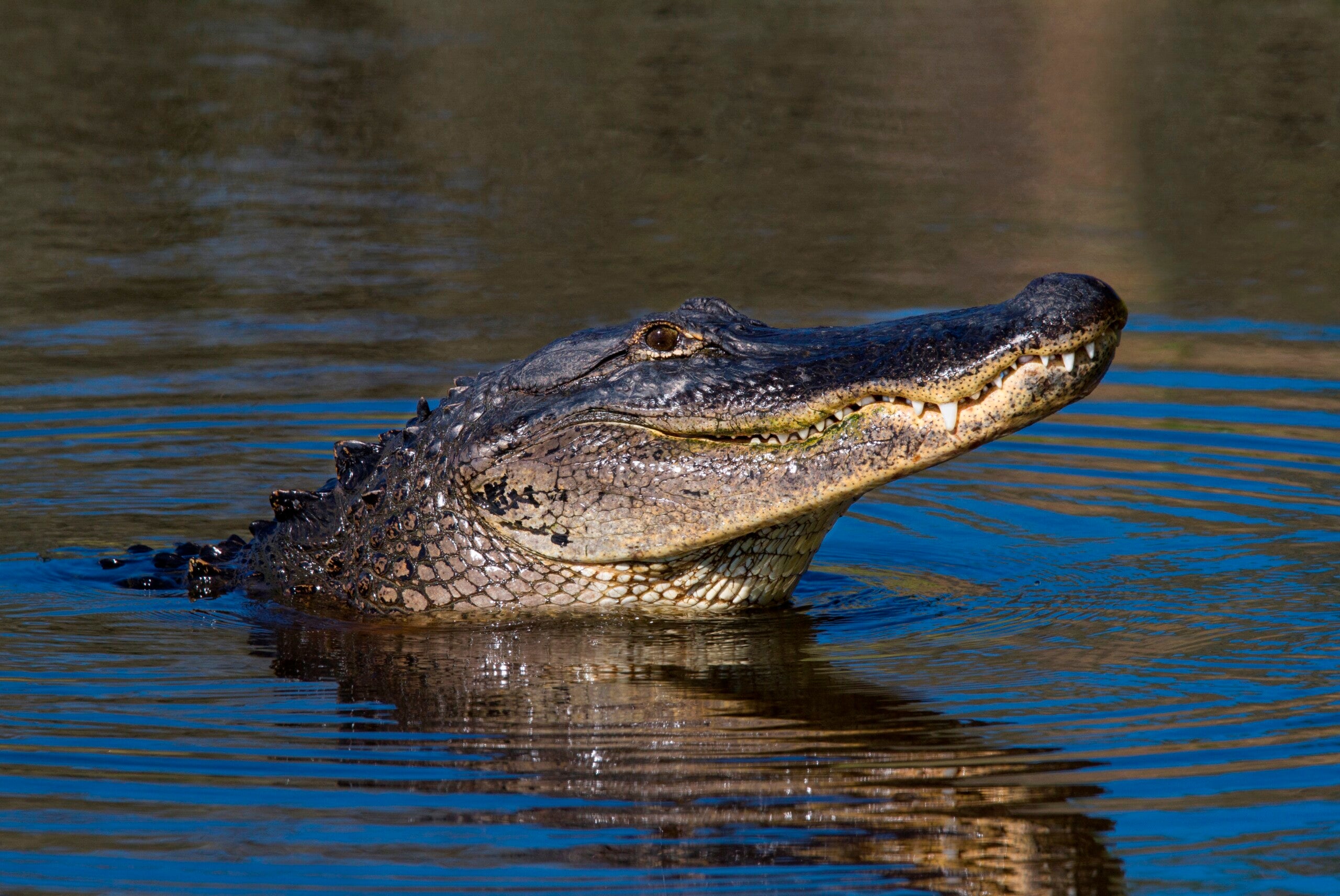 Florida woman attacked by 10foot alligator while trimming trees  WISH