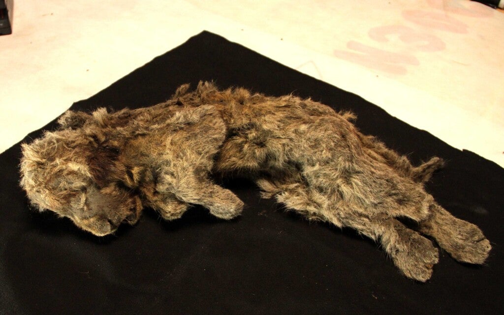 Un cachorro de león cavernario congelado perfectamente conservado encontrado en Siberia que tiene 28.000 años – WISH-TV |  Noticias de Indianápolis |  Tiempo en Indiana
