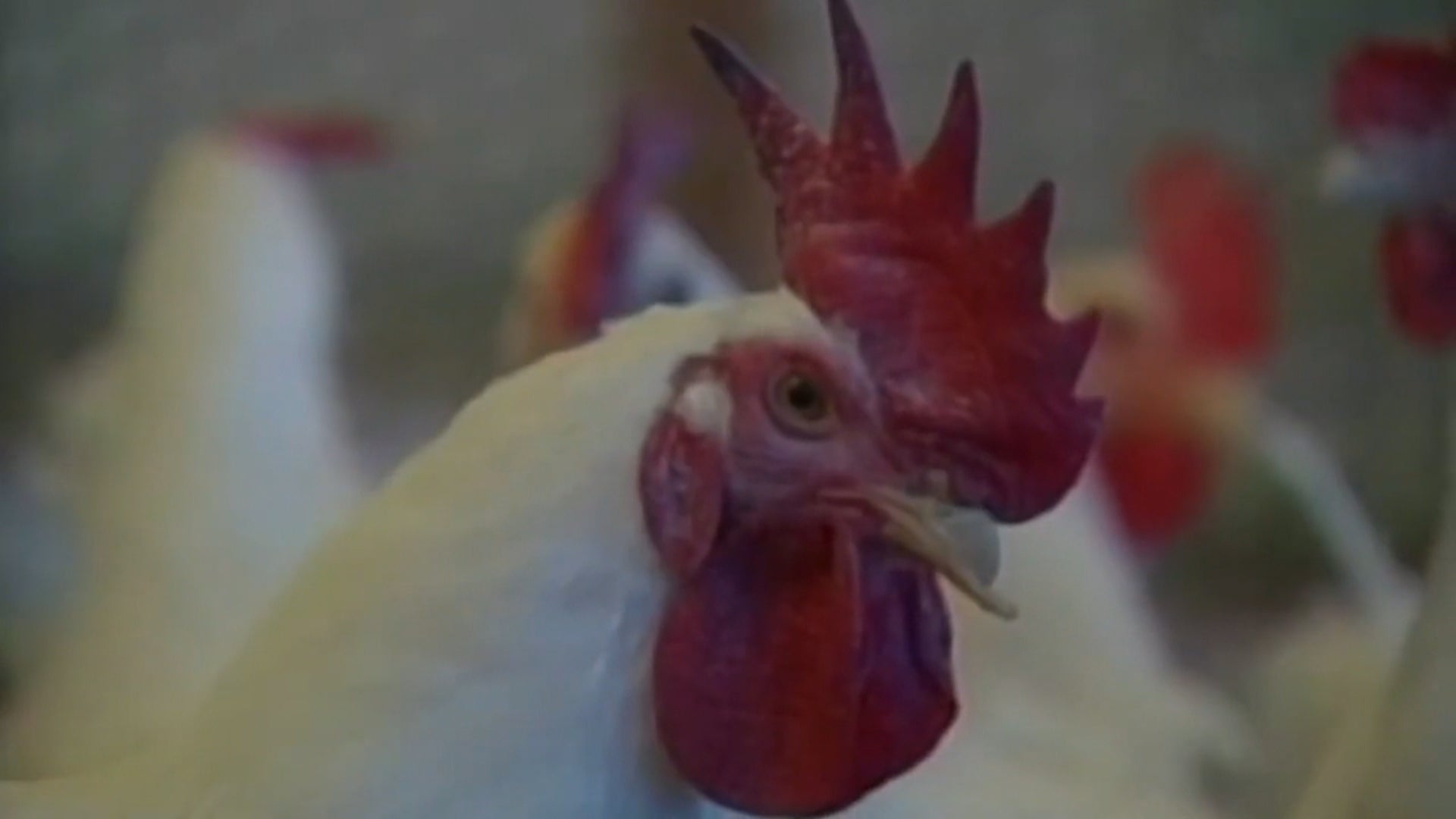 The first case of bird-to-human transmission of bird flu was questioned-WISH-TV | Indianapolis News | Indiana Weather