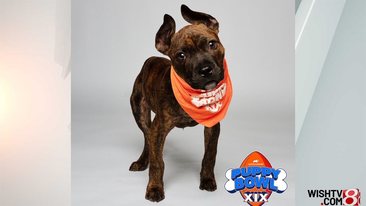 Local rescue dog to play in Puppy Bowl - WISH-TV | Indianapolis News |  Indiana Weather | Indiana Traffic