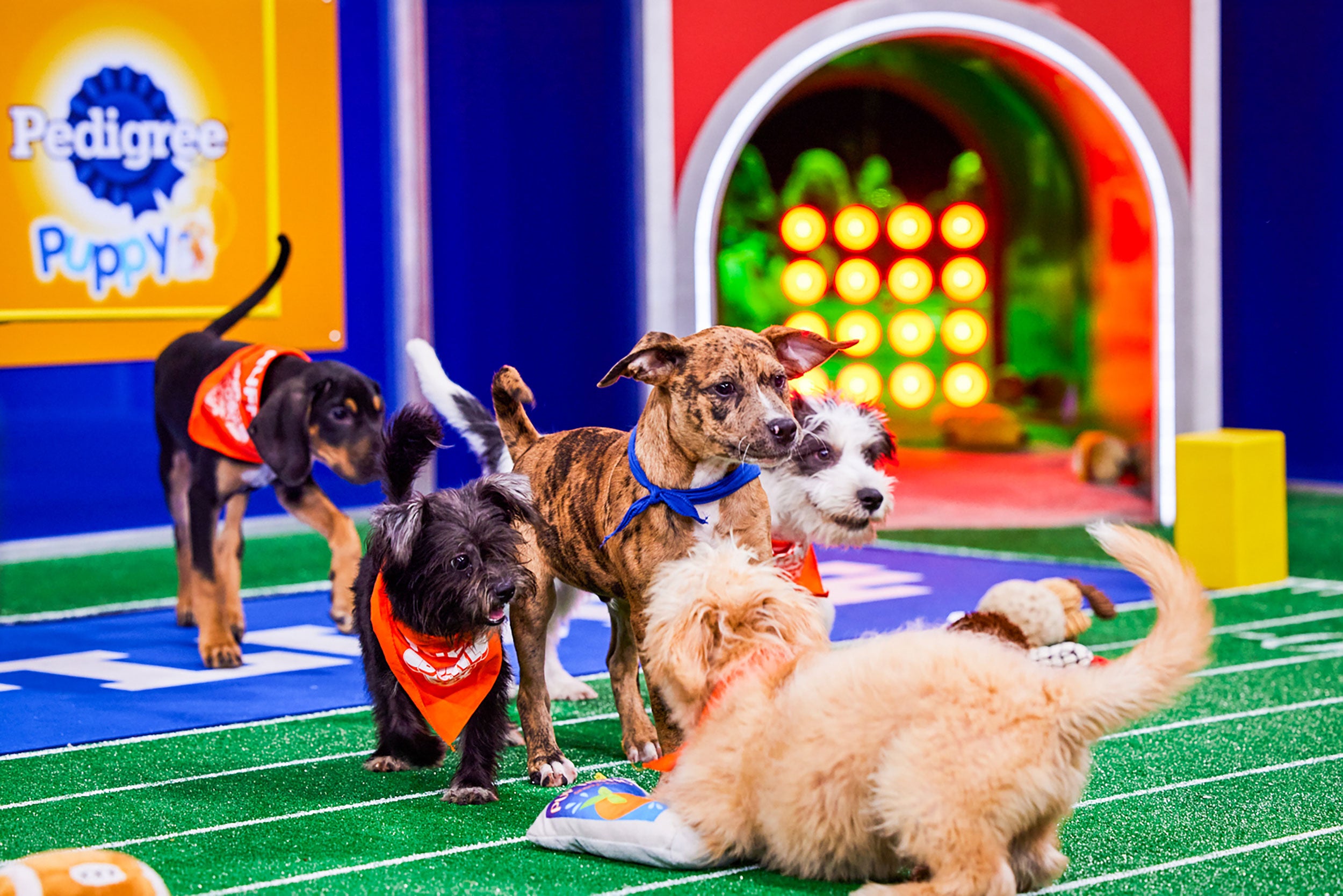 Watch 122 rescue dogs face off in this year's Puppy Bowl WISHTV