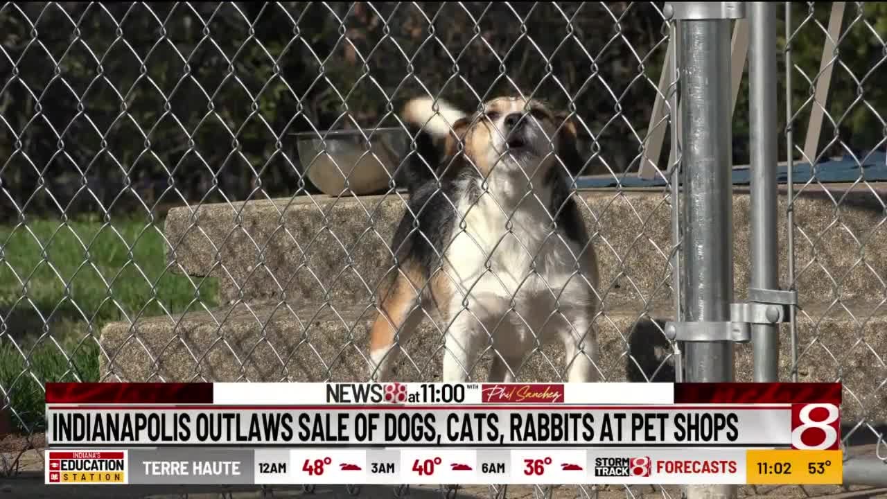 Indianapolis outlaws sale of dogs, cats, rabbits at pet shops - WISH-TV |  Indianapolis News | Indiana Weather | Indiana Traffic