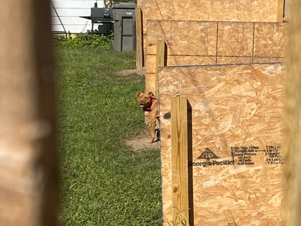 A dog looks at the camera from the yard of an Indianapolis home where it lives. The home is being raided for possible ties to dogfighting. (WISH Photo/Kody Fisher)