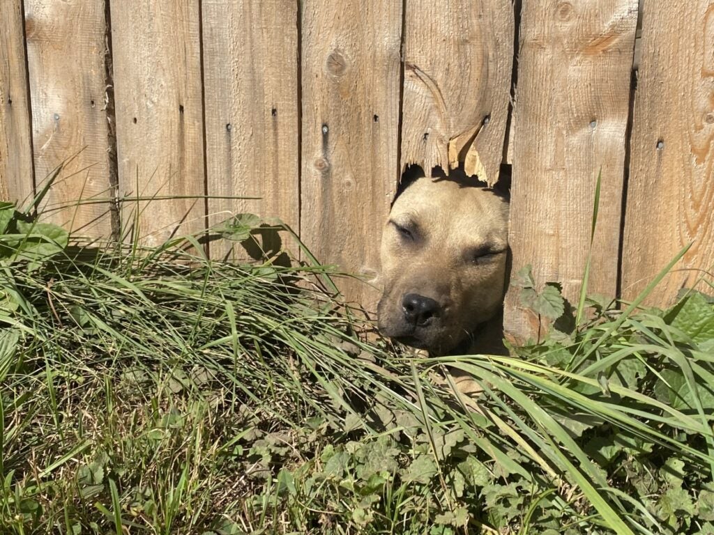 A dog sticks its face through a wooden fence in the back yard of a home being raided for ties to dogfighting on Aug. 31, 2023. (WISH Photo/Kody Fisher)
