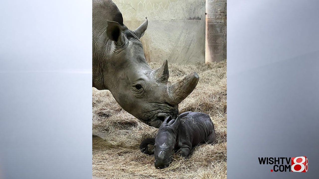 Indianapolis Zoo welcomes baby rhino