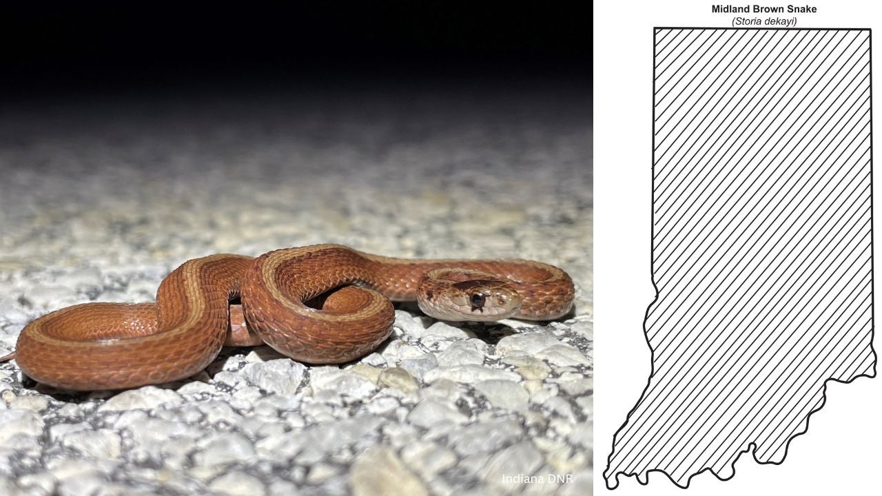 DeKays Brownsnake - 10 most common snakes you may encounter in Indiana