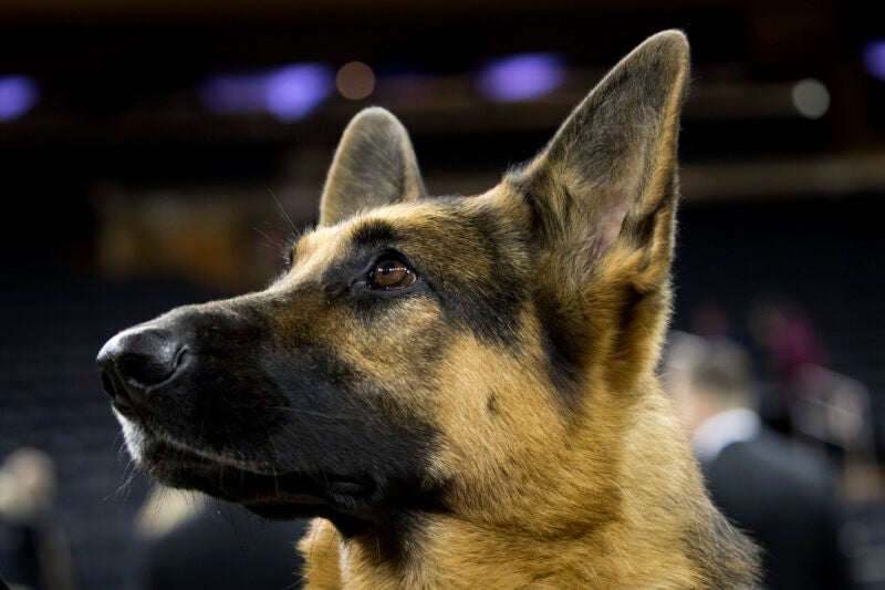NEW YORK, NY - FEBRUARY 14: Rumor the German Shepherd poses for photos after winning Best In Show at the Westminster Kennel Club Dog Show at Madison Square Garden, February 14, 2017 in New York City. There are 2874 dogs entered in this show with a total entry of 2908 in 200 different breeds or varieties, including 23 obedience entries.