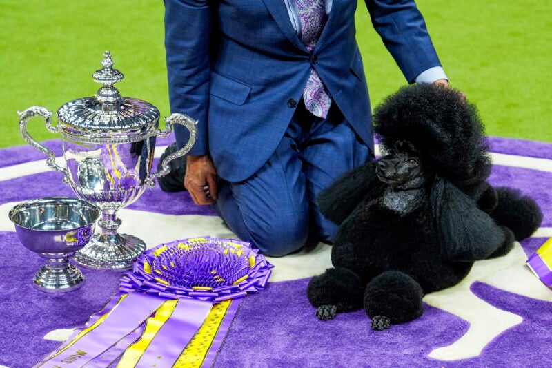 Sage, a miniature poodle, poses for photos after winning best in show at the 148th Westminster Kennel Club dog show Tuesday, May 14, 2024, at the USTA Billie Jean King National Tennis Center in New York.